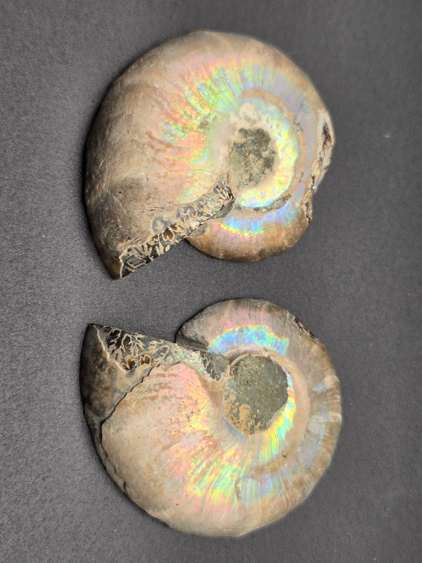 Fossil